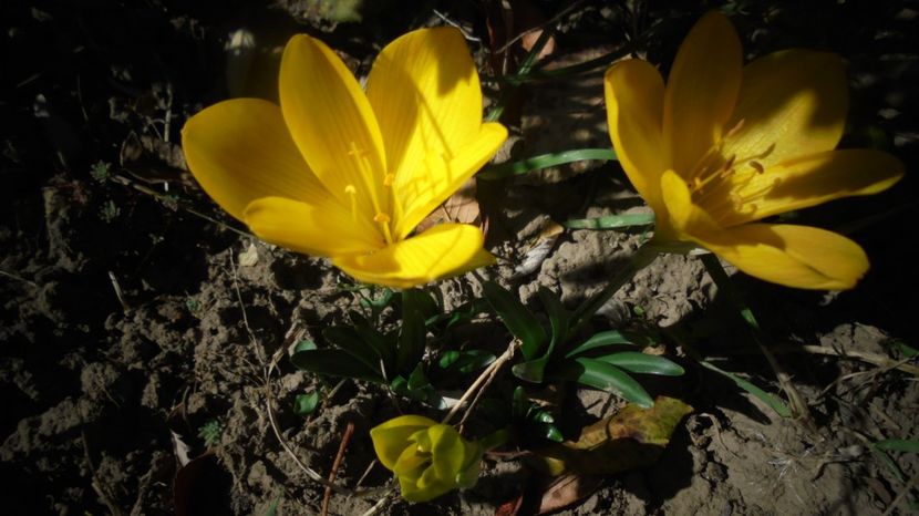 Sternbergia-lutea - Surasul gradinii