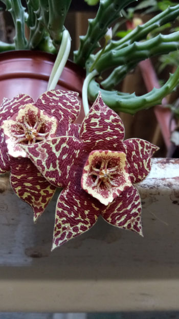 18.09.2018 - Orbea variegata