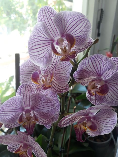 Orhidee - Colectia mea