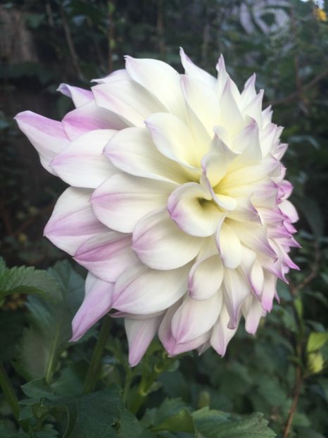 2F666CC9-19E8-42DC-BB93-EA83EB64E511 - Octombrie