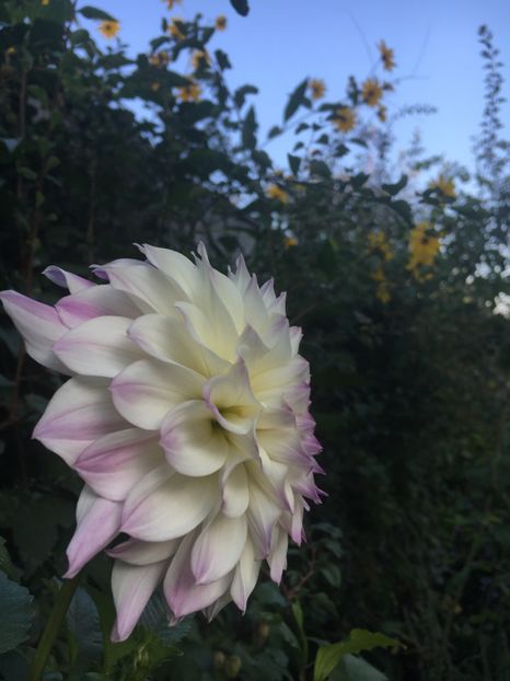 7858FB59-F6F1-4F34-BE66-3D1FD2C0BFE0 - Octombrie