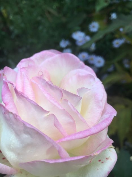 A5620237-E1DE-420F-AA74-82E5AF09CC7A - Octombrie