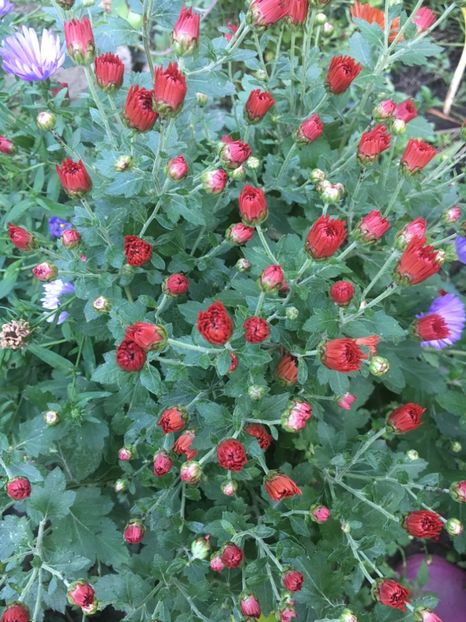 993C2F6F-75E5-4D7B-B231-0F17CBCB1322 - Octombrie