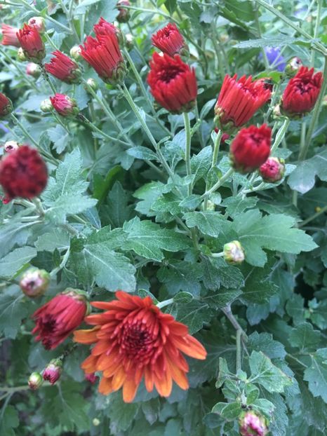 54E45A05-57A9-4994-A017-DF4097352E67 - Octombrie