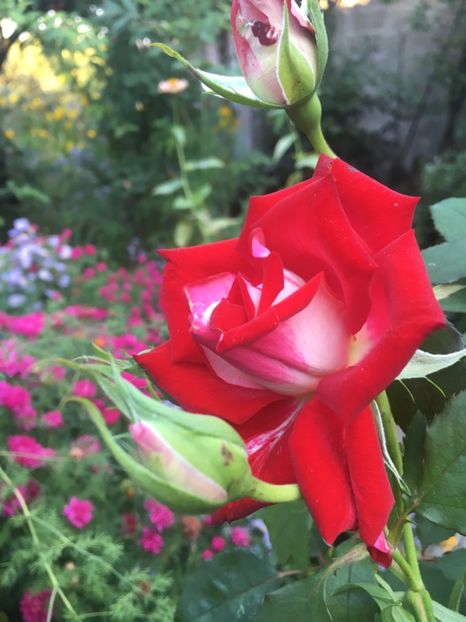 AEF63960-F90F-4074-918D-F4D0E1B0BE9E - Octombrie