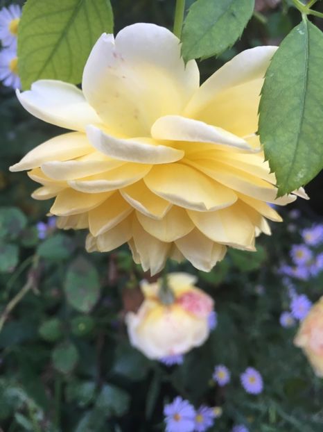 862634B8-E3F8-4679-8B29-6A7A7AFBBB6E - Octombrie