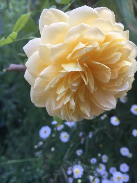 000F0331-9566-48C4-BFE2-05136487D8FA - Octombrie