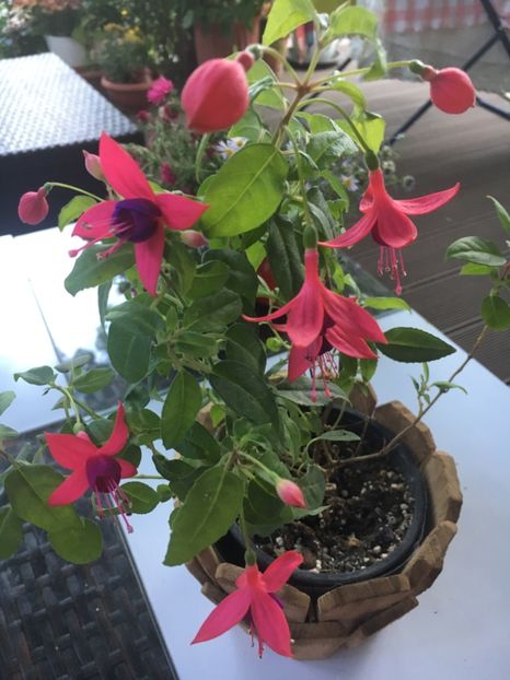 784A00C2-10F5-4F7D-BA14-71FE483E7F34 - Octombrie