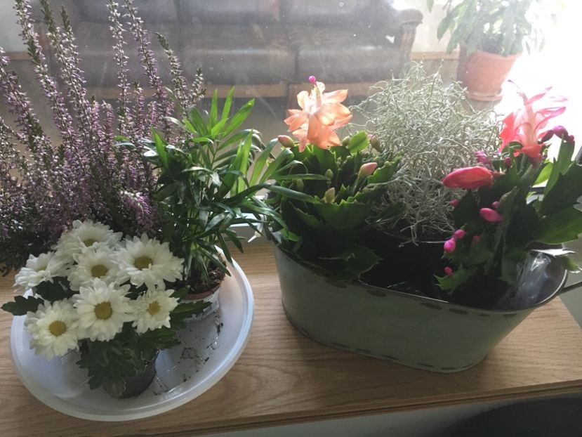 F9578F35-23EB-451E-B79C-8DFC9E5E5080 - Octombrie