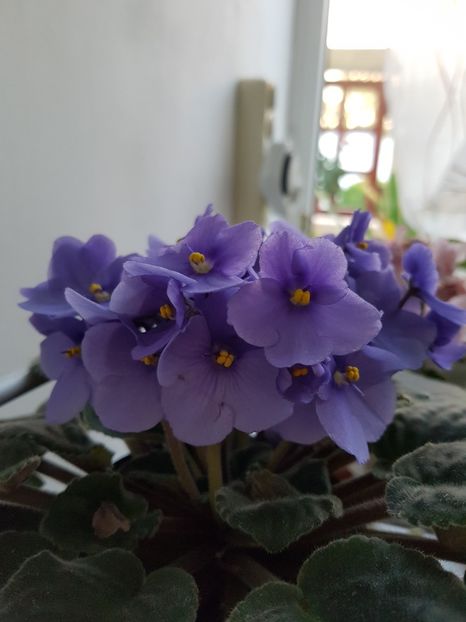  - Violete no name