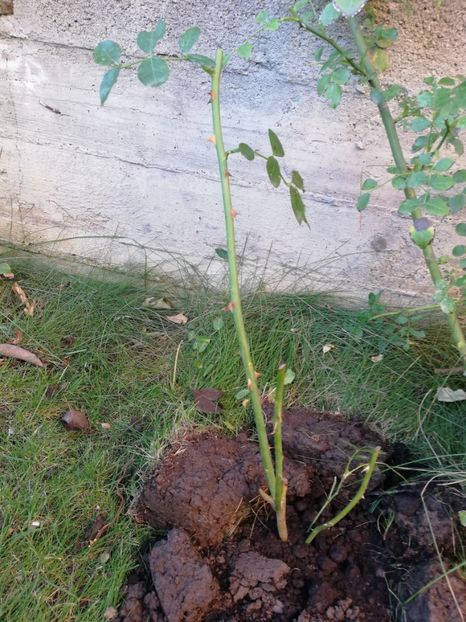 Multumesc Floralia, Martine Guillot - Ultimele achizitii