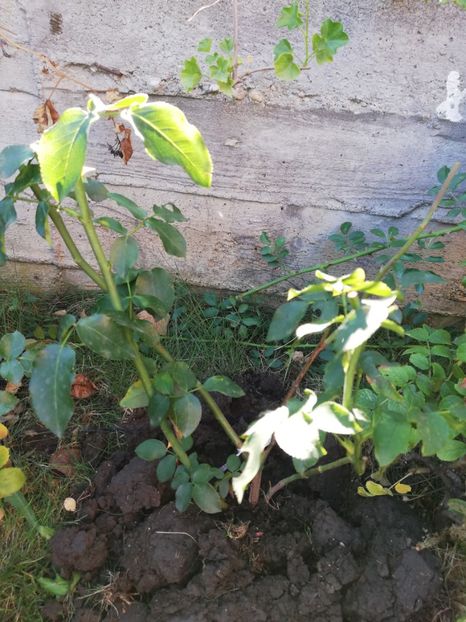 Sorbet Fruite, multumesc Floralia - Ultimele achizitii