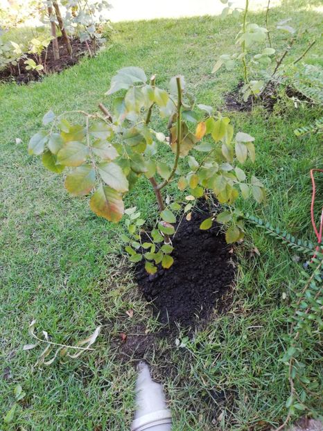 La villa cotta, multumesc Floralia - Ultimele achizitii