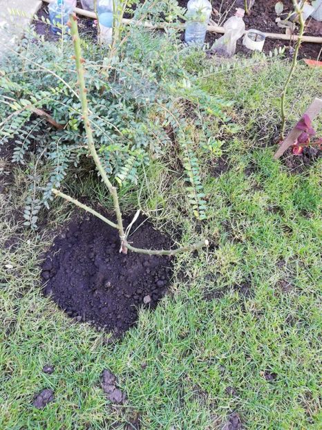 Andre Turcat, multumesc Floralia - Ultimele achizitii