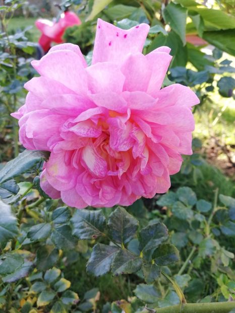  - Gradina octombrie 2018