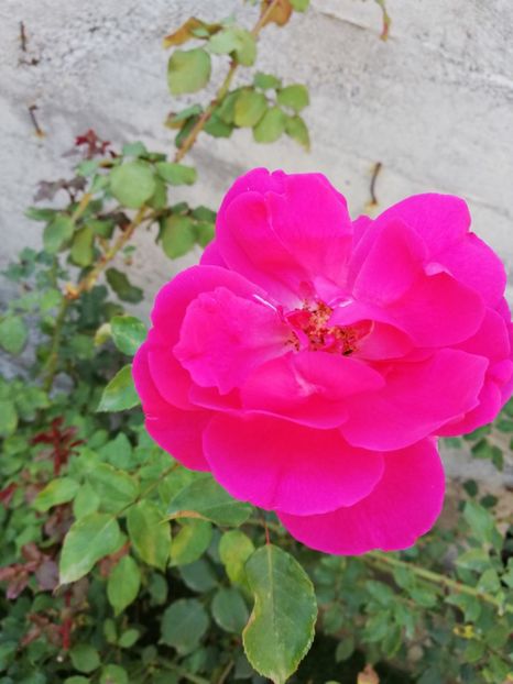  - Gradina octombrie 2018