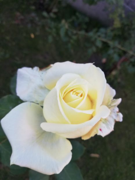  - Gradina octombrie 2018