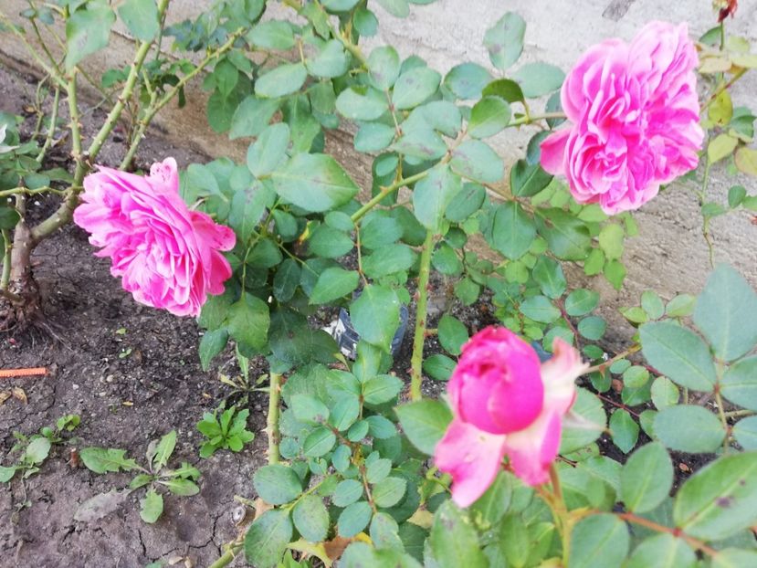  - Gradina octombrie 2018