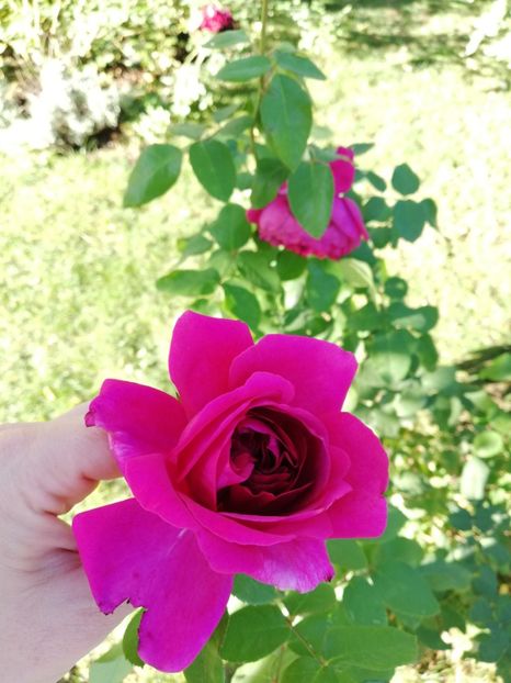  - Gradina octombrie 2018