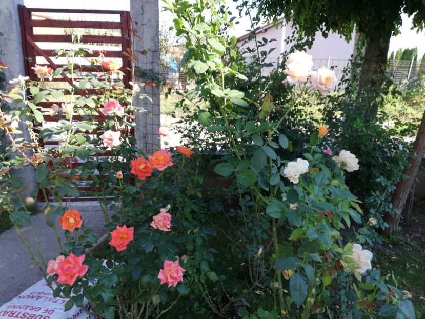  - Gradina octombrie 2018