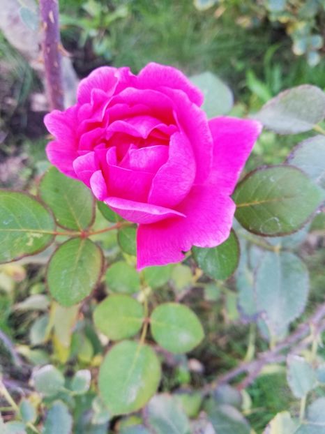  - Gradina octombrie 2018