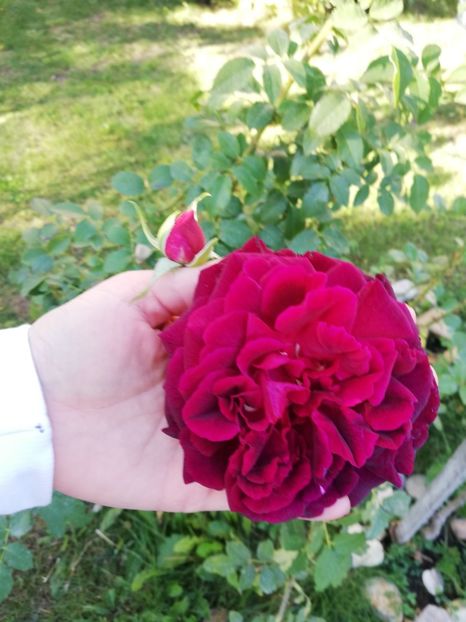  - Gradina octombrie 2018