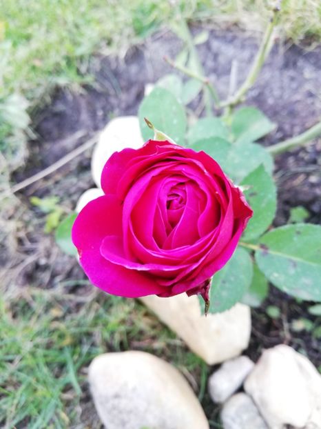  - Gradina octombrie 2018