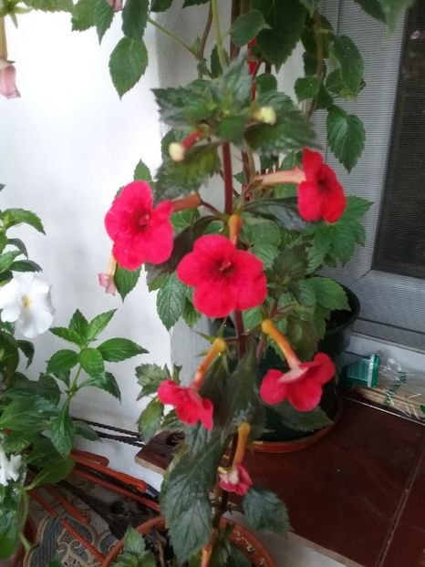  - Indian summer-pierdut