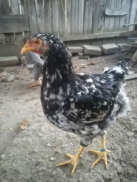  - Wyandotte negru bobat
