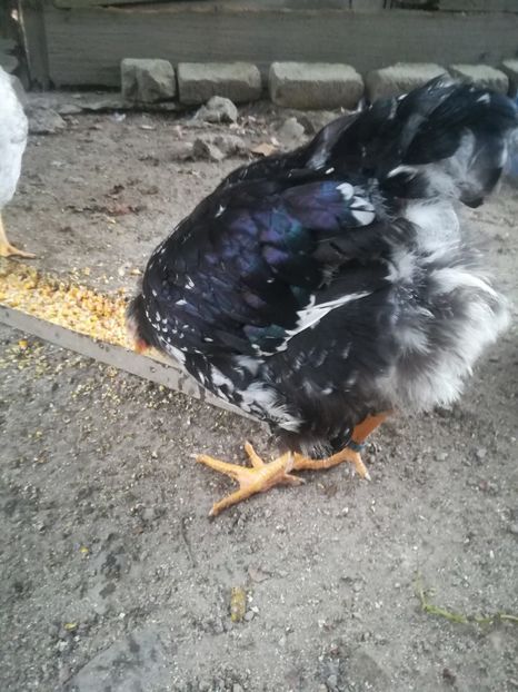  - Wyandotte negru bobat