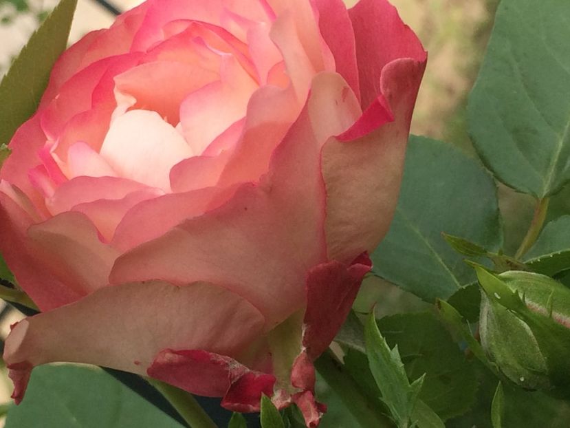 Acropolis - Trandafiri