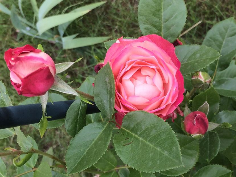 Acropolis - Trandafiri