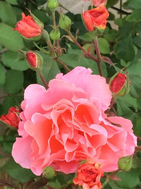 Ali-baba - Trandafiri