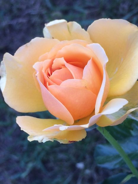 Amber queen - Trandafiri