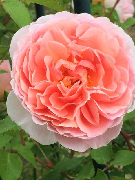 Abraham Darby - Trandafiri