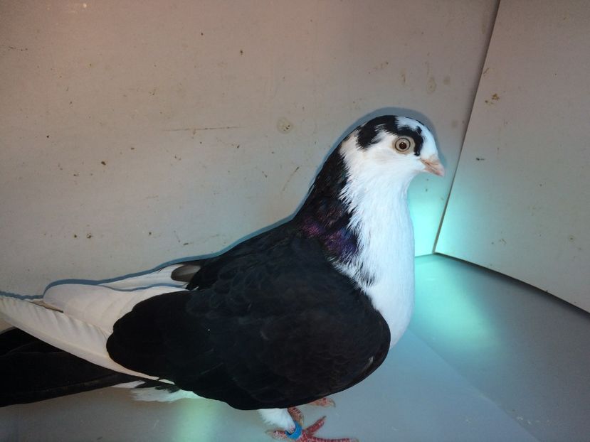 7135  mascul  2018_1 - tineret 2018