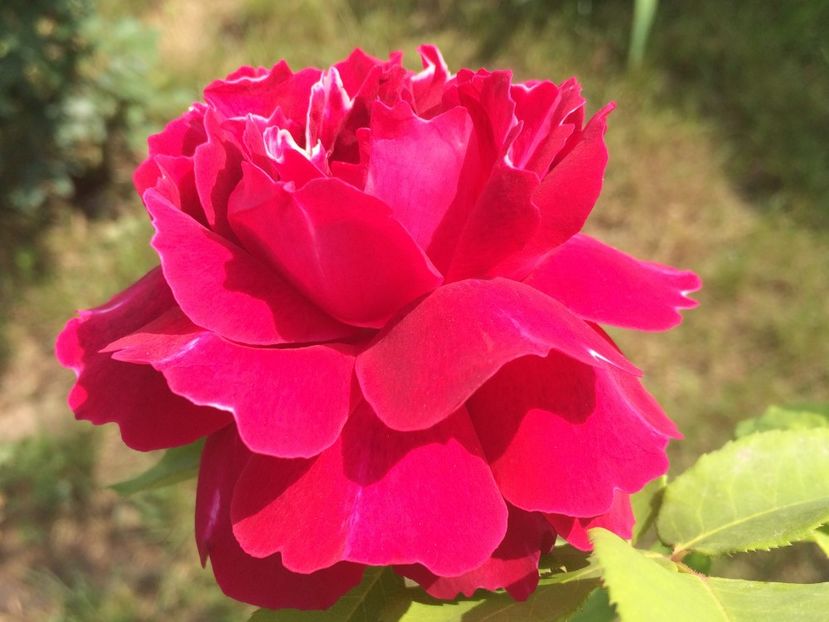 Baron Girod - Trandafiri