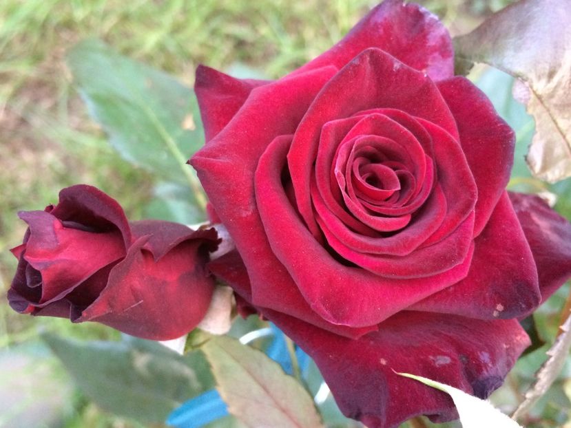 Black baccara - Trandafiri