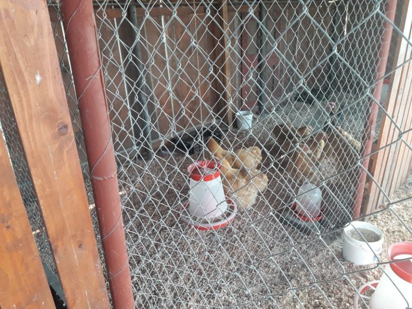 09.10.2018 - G ORPINGTON GALBEN