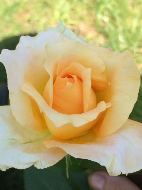 Casanova - Trandafiri