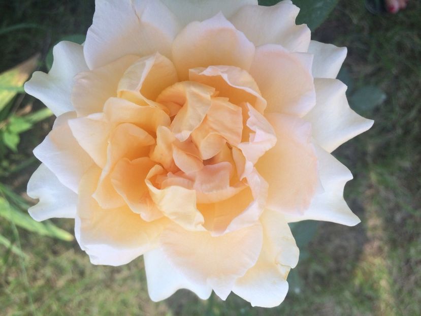 Casanova - Trandafiri