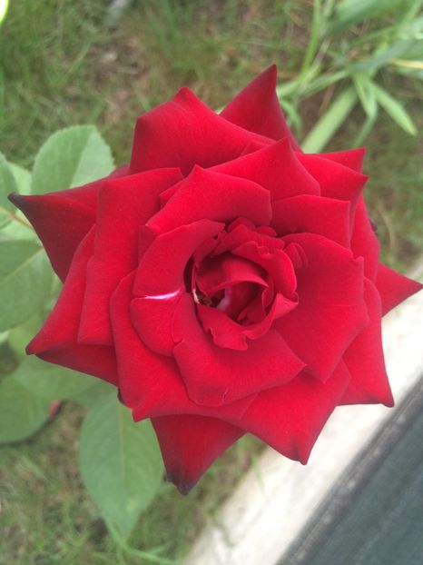 Chrysler Imperial - Trandafiri