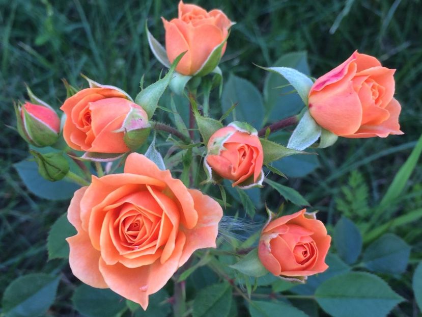 Clementine - Trandafiri