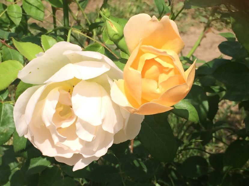 Comte de Champagne - Trandafiri