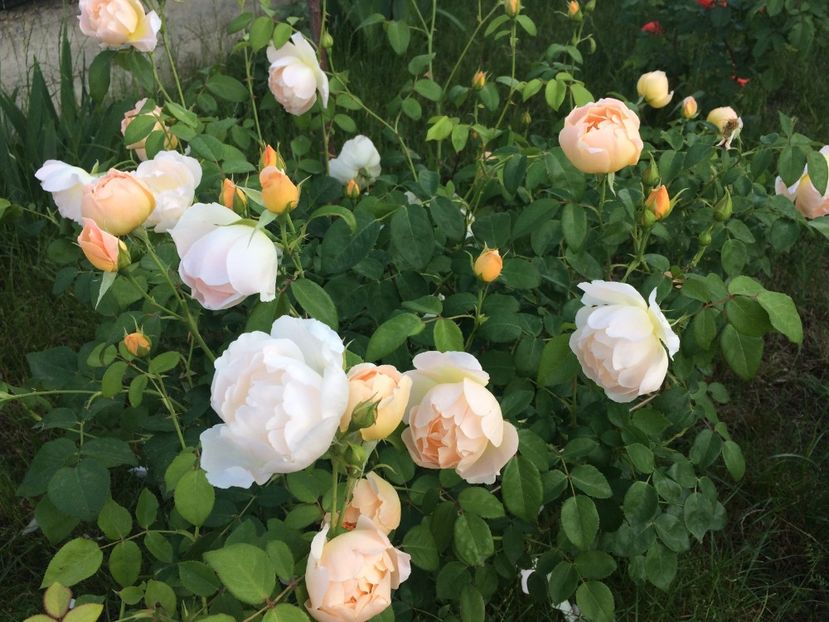 Comte de Champagne - Trandafiri