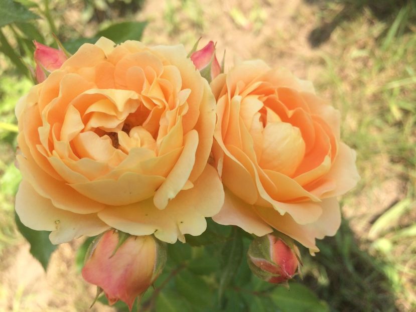 Dolce Vita - Trandafiri