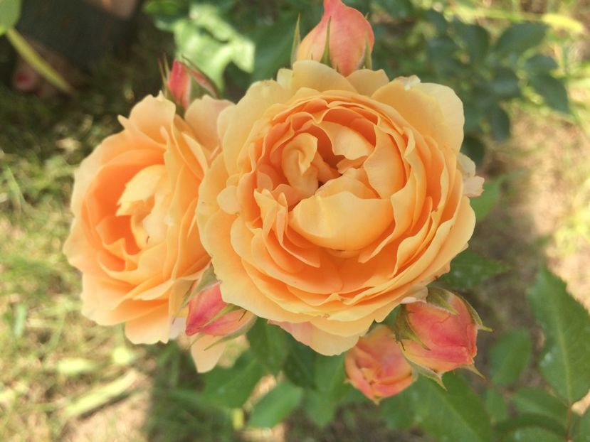 Dolce Vita - Trandafiri