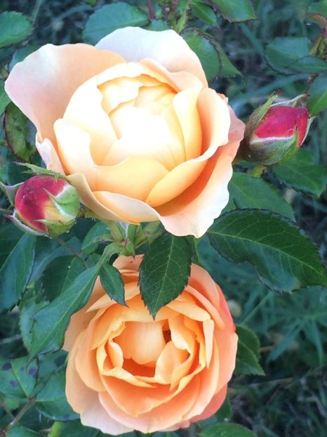 Dolce Vita - Trandafiri