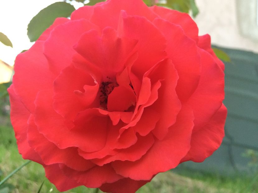 Duftwolke - Trandafiri