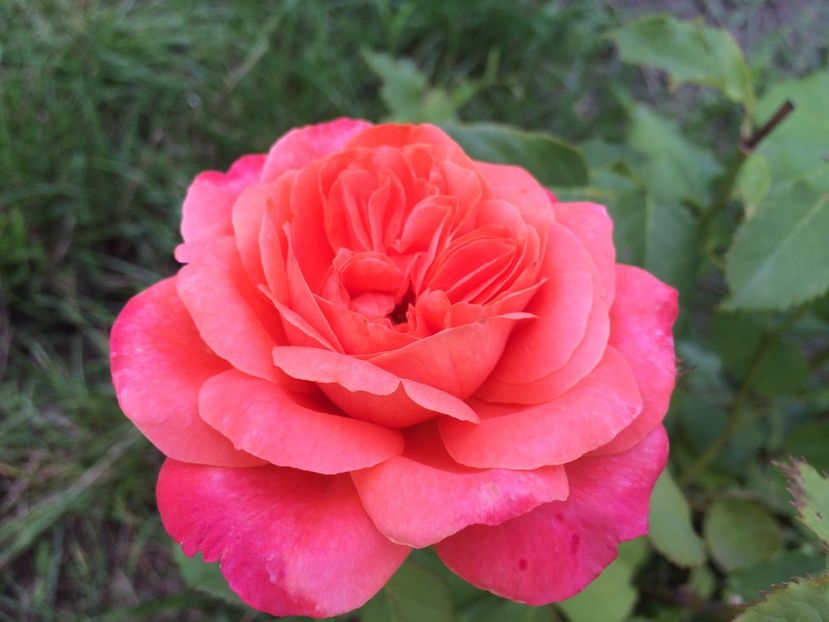 Emilien Quillot - Trandafiri